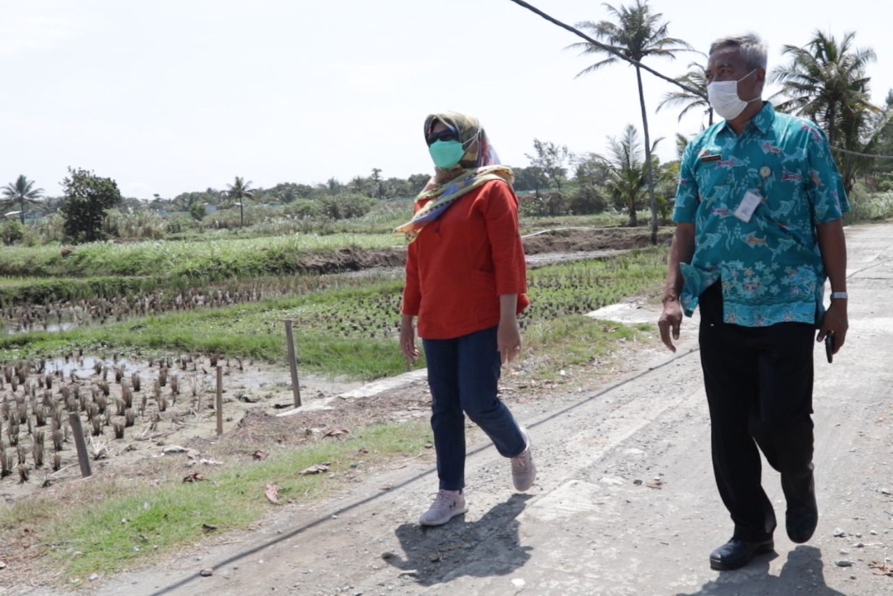 Kunjungan Plt. Dirjen PRL kelokasi penanaman mangrove di Kebumen, (21/8).