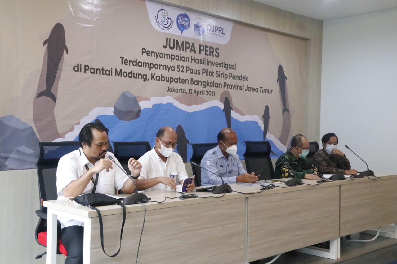 Jumpa Pers Hasil Investigasi terdamparnya 52 paus Pilot di Kab. Bangkalan Jawa Timur (12/4)