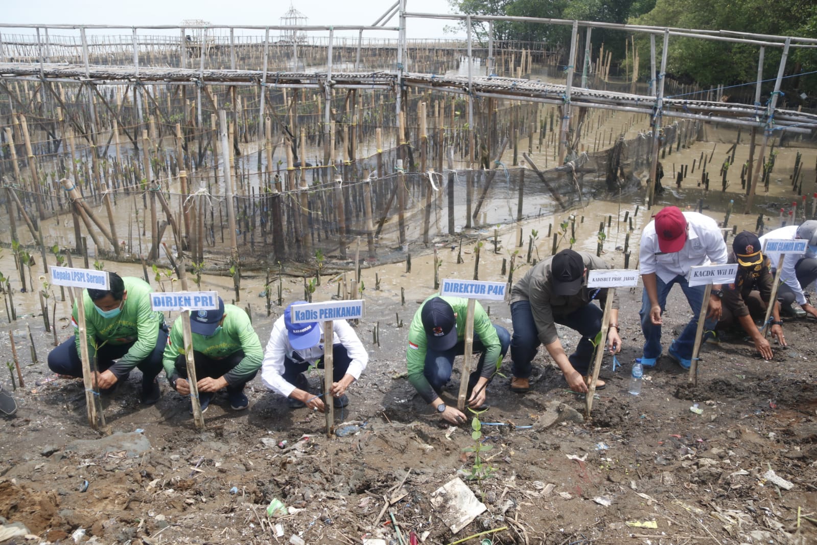 Penanaman Mangrove Di Kabupaten Karawang, Rabu (23/12)