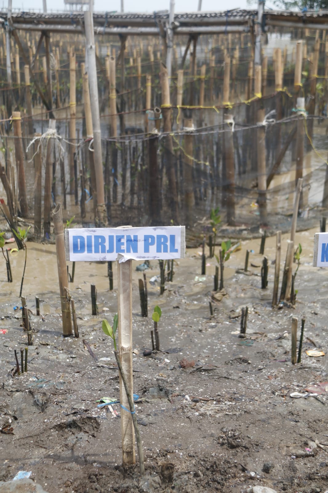 Penanaman Mangrove Di Kabupaten Karawang, Rabu (23/12)