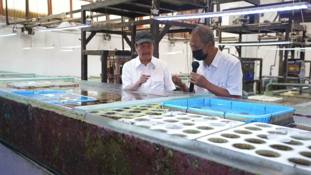 Peninjauan budidaya ikan hias laut di PT. Dinar Darum Lestari