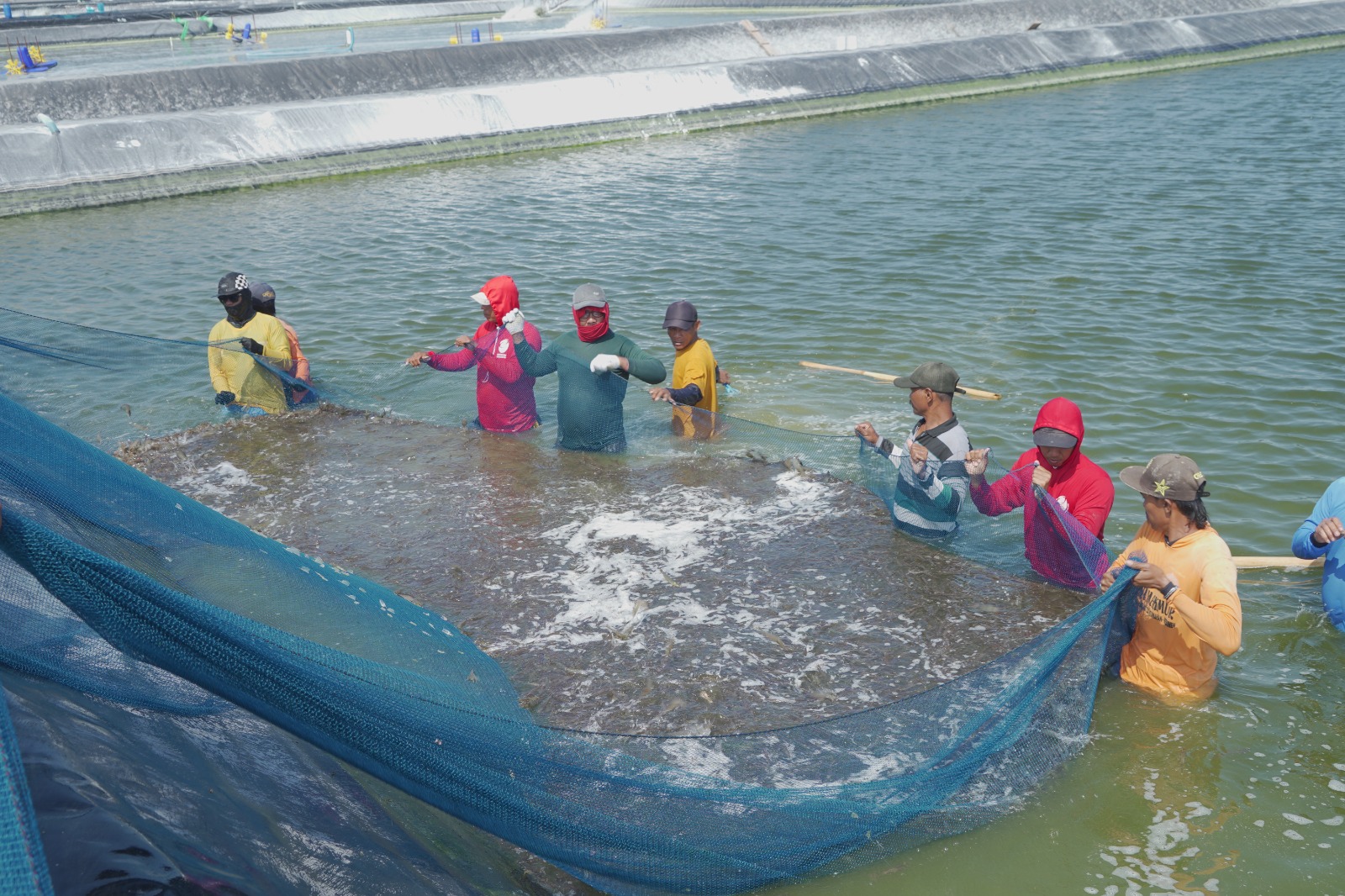 WAKIL PRESIDEN RI LAKUKAN PANEN UDANG DI BUBK KEBUMEN