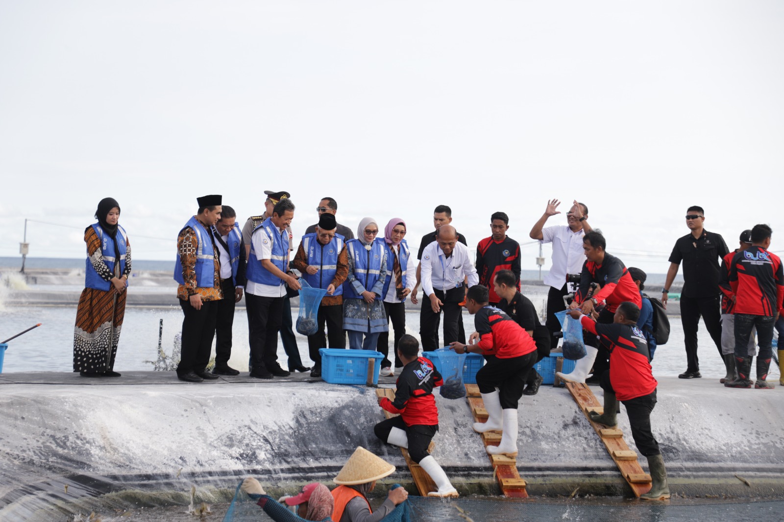 WAKIL PRESIDEN RI LAKUKAN PANEN UDANG DI BUBK KEBUMEN