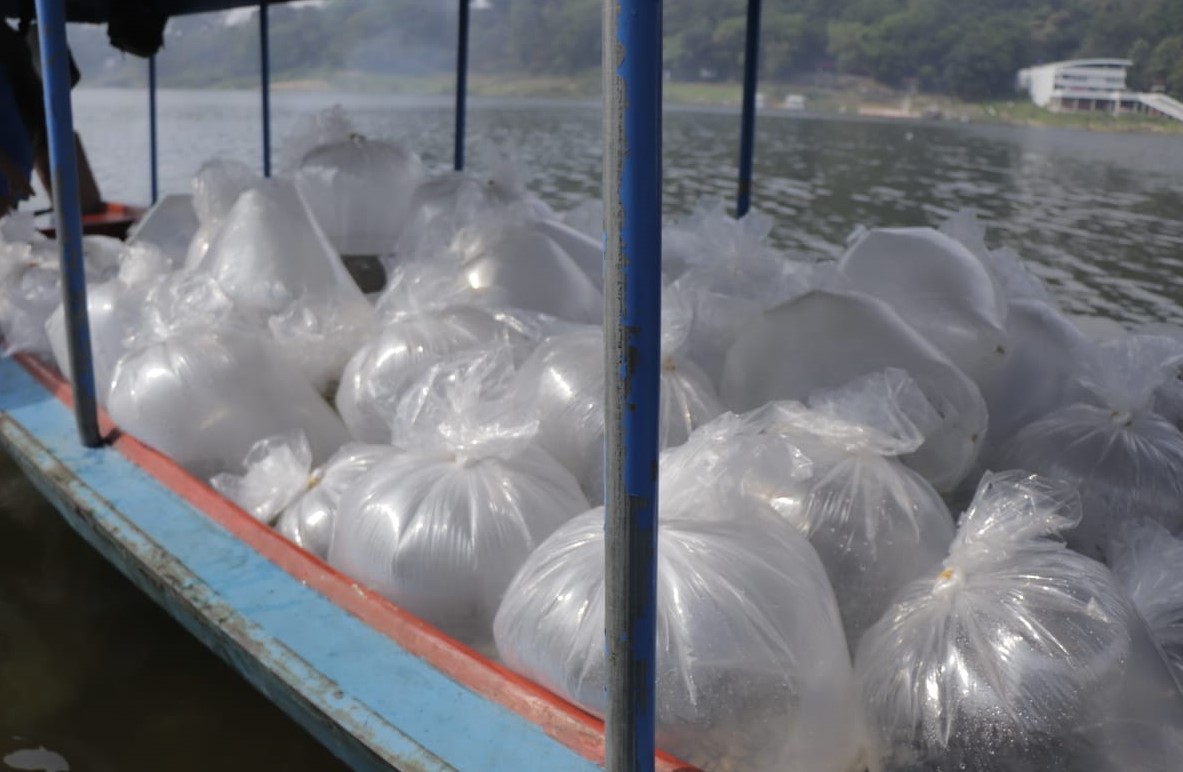 Ketua DPR RI melakukan penebaran benih ikan lokal di waduk jatiluhur