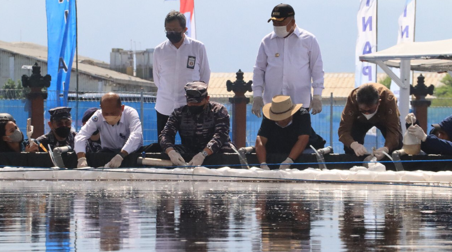 Dirjen PB bersama Staf Khusus MKP melakukan kunjungan ke program Indonesia Naval Aquaagriculture Program (INAP) di Buleleng, Bali