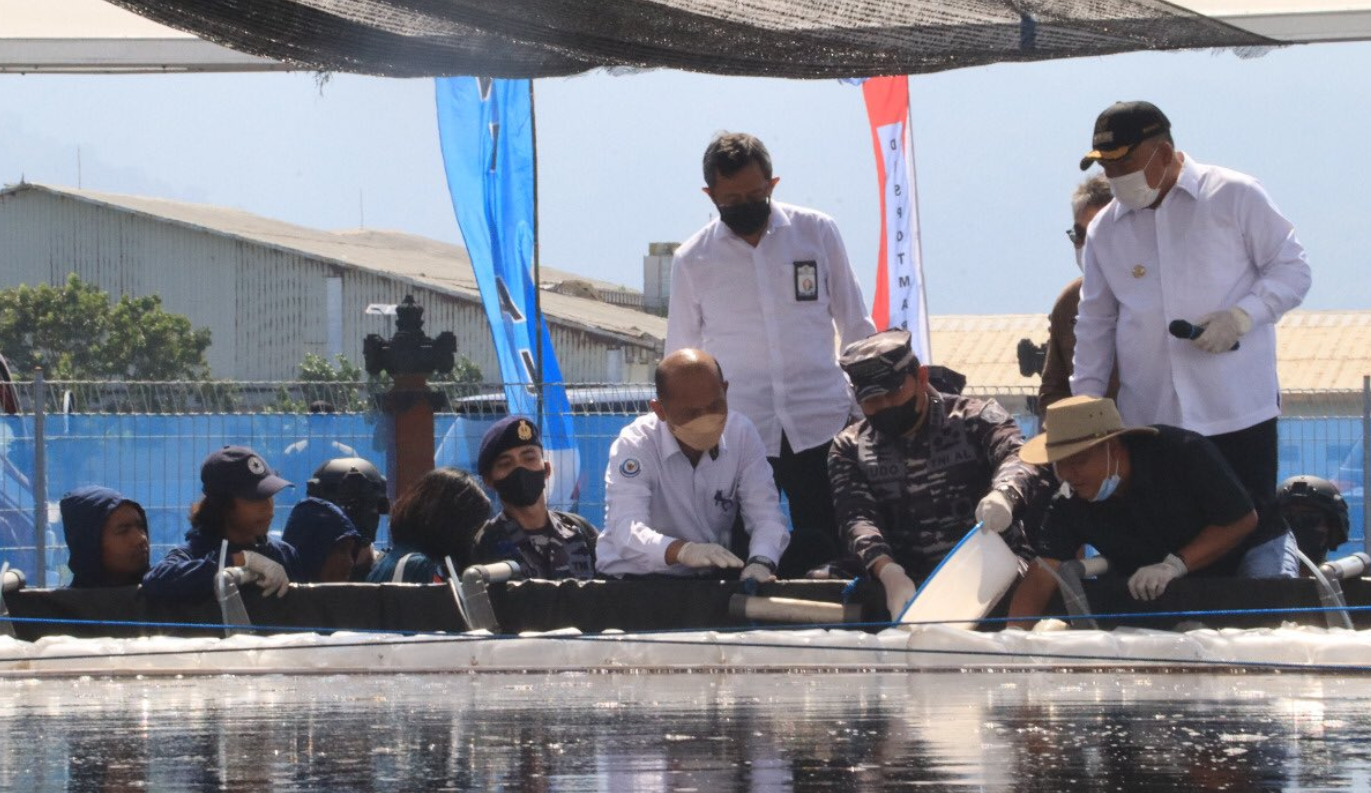 Dirjen PB bersama Staf Khusus MKP melakukan kunjungan ke program Indonesia Naval Aquaagriculture Program (INAP) di Buleleng, Bali