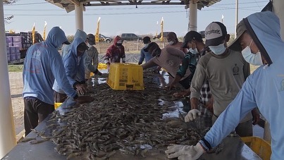 Kunjungan Kerja Dirjen PB di Klaster Tambak Udang LMDH Mandiri Cidaun, Kabupaten Cianjur (18/9/21)