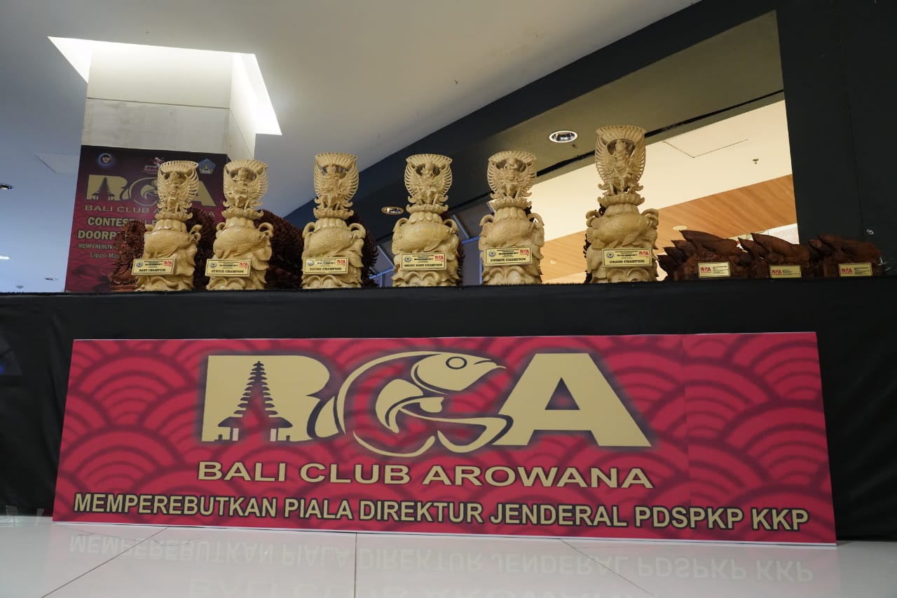 Kontes Ikan Hias Bali Club Arowana