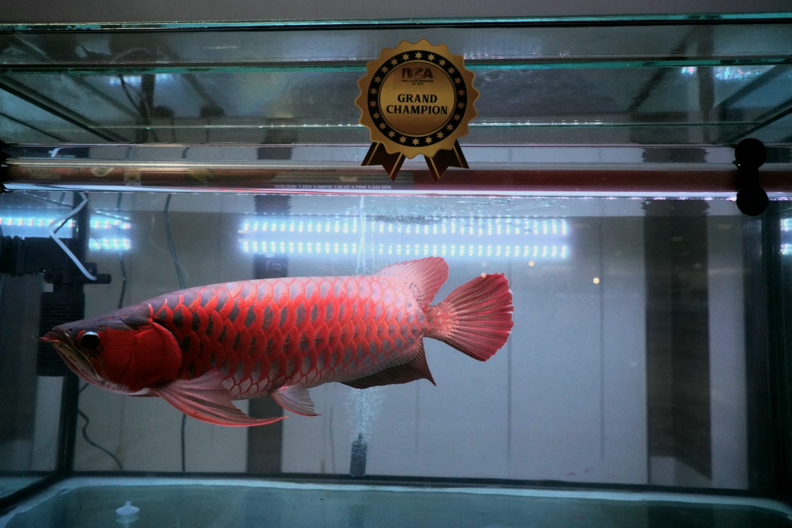 Kontes Ikan Hias Bali Club Arowana