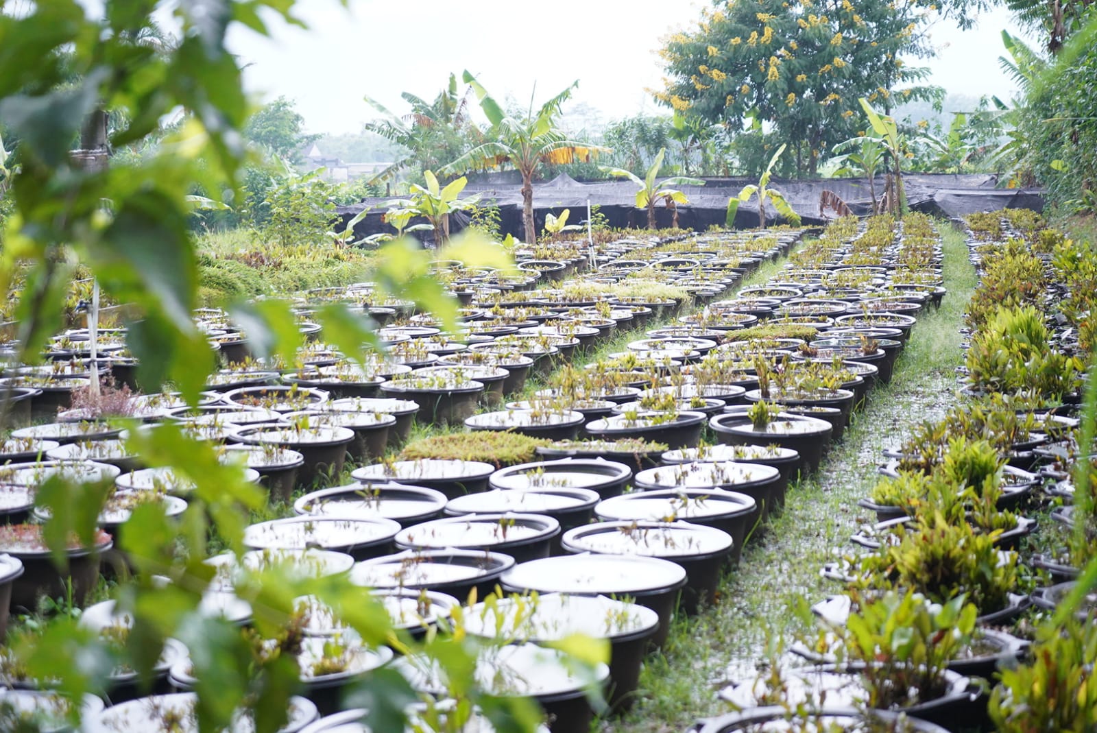 Kunjungan ke Goldenlead Aquatic Farm di Kabupaten Malang